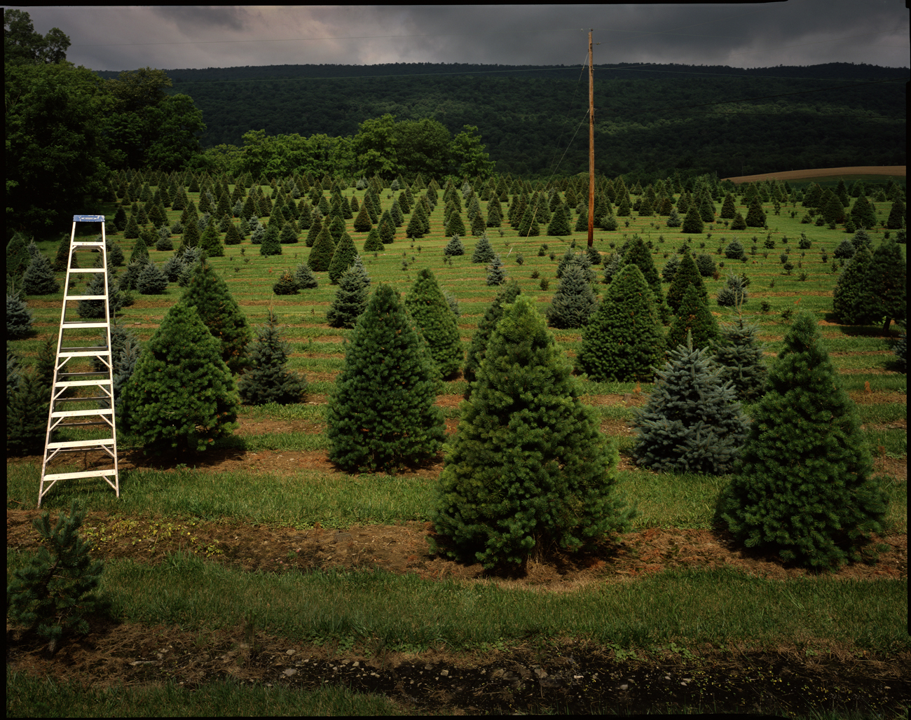 Christmas tree farm, near Charles City, West Virginia, 2016